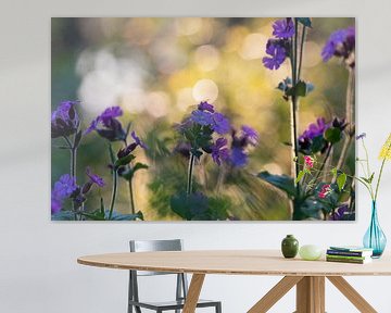 Tagkuckucksblume im Morgenlicht. von Janny Beimers