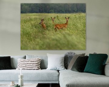 Reeën in het Drentse Hunzedal