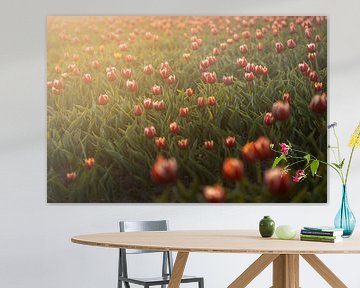 Zacht Licht over Tulpenveld van Zwoele Plaatjes