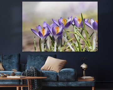 The first crocuses in the garden by Claude Laprise