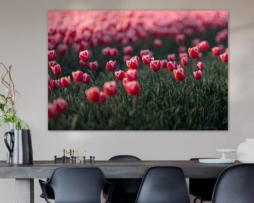 Roze Tulpenzee in de Lente van Zwoele Plaatjes