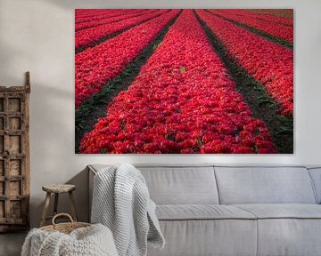 Scherpte en Symmetrie in een Tulpenveld van Zwoele Plaatjes