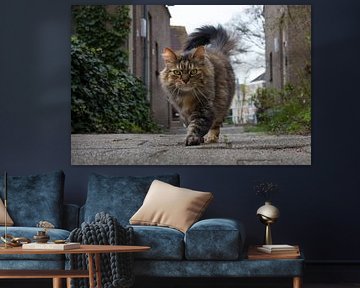 Langharige prachtige tabby huiskat wandelt buiten