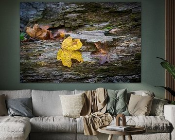 Feuilles d'un érable champêtre, Acer Campestre en automne