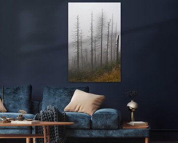 Toter Wald am Fuße des Brocken von Heiko Kueverling