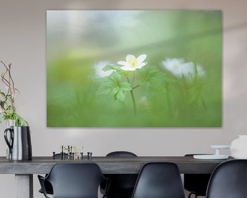 Dromerige Bosanemoon in Groen en Wit