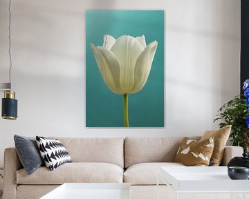 Eenvoud in zachte kleuren: Een tulp met turquoise achtergrond van Marjolijn van den Berg