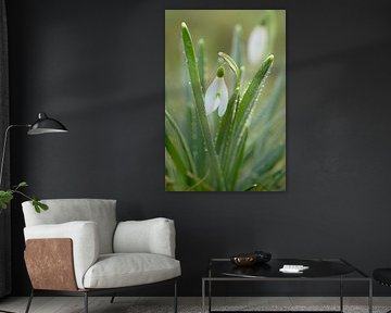 Snowdrop