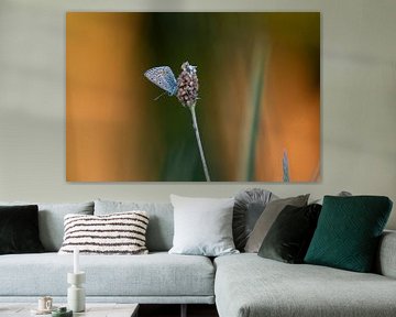 Icarus blau mit orangefarbenen Tönen. von Janny Beimers