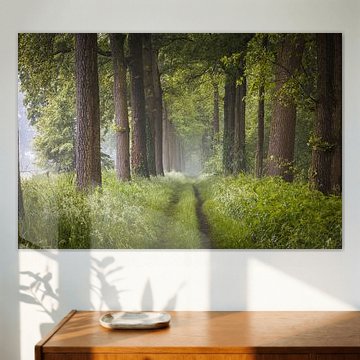 Matinée brumeuse de printemps dans le Brabant-Septentrional