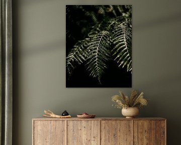 Fern leaf in Madeira's Laurisilva forest by Ashwien Jurawan