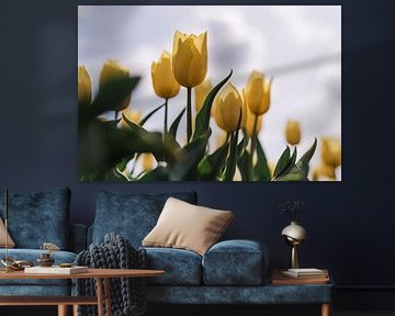 Gele tulp gevangen in zonlicht