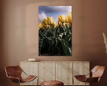 Gele tulp tegen dreigende lucht