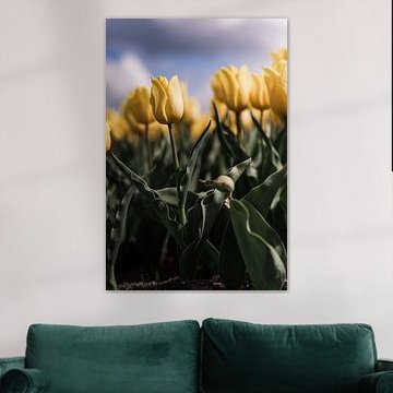 Gelbe Tulpe gegen bedrohlichen Himmel