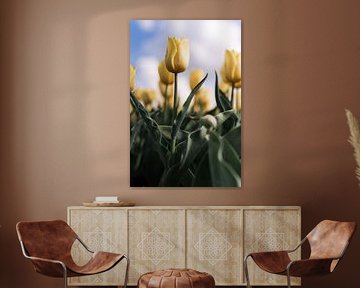 Krachtige gele tulp