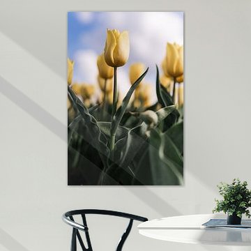 Kräftige gelbe Tulpe