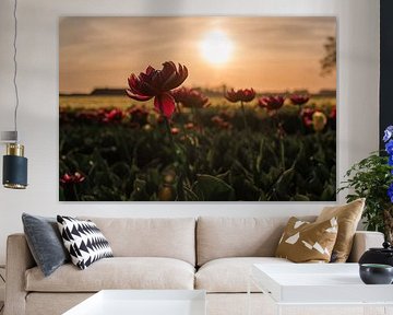 Tulpen met ondergaande zon