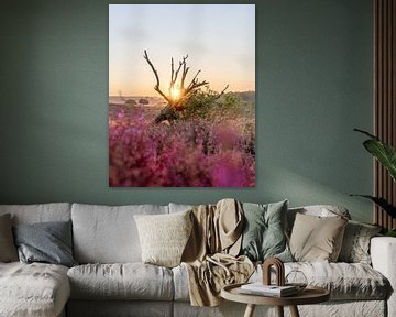 Sunrise over flowering heathland in Veluwezoom National Park