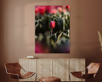 Eenzame tulp in de ochtenddauw – Hollandse eenvoud van Ashwien Jurawan