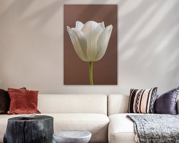 Einfachheit: Eine Tulpe mit einem mokkafarbenen Hintergrund (Moccha) von Marjolijn van den Berg