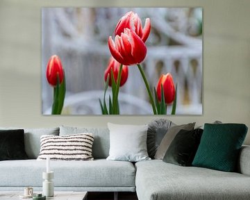 White red triumph tulip Leen van der Mark in front of a diffuse white by Dieter Meyer