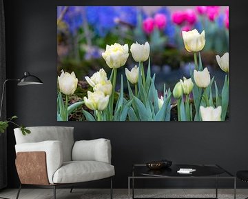 White Fosteriana tulips Sweetheart by Dieter Meyer