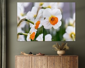 Close-up of a daffodil geranium with white flowers and oran