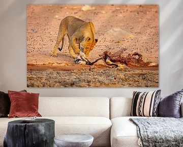 Lion with prey by Chris Stenger