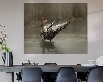 Greylag goose beats its wings vigorously by Marielle Van den Elshout