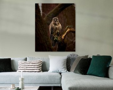 Eye to eye with the buzzard by Marielle Van den Elshout