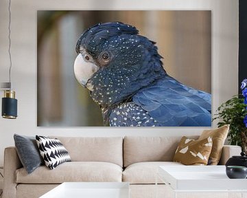 Red-tailed black cockatoo by Joost Potma
