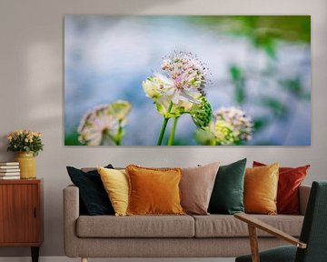Blumen am See von Mustafa Kurnaz