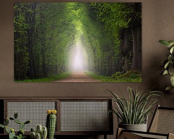 Ambiance matinale dans la forêt sur Nils Steiner