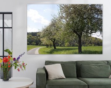 Baumallee mit Apfelblüte im Frühling