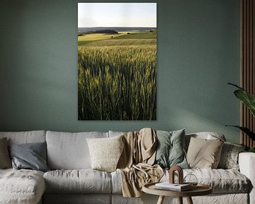 Kornfeld in der Rhön mit weitem Ausblick