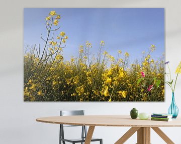 Rapsblüten im Frühling bei blauen Himmel in der Rhön