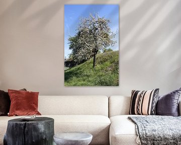 Apfelbaum in voller weißer Blüte im Frühling