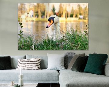 Witte zwaan, knobbelzwaan, op het water.