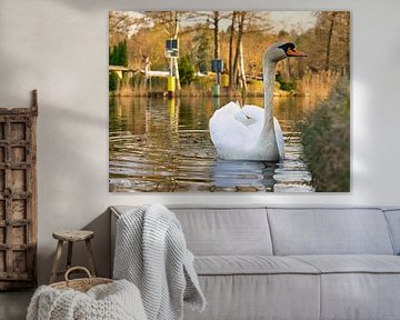 White swan, mute swan, on the water. by Martin Köbsch