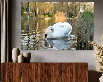 White swan, mute swan, on the water. by Martin Köbsch