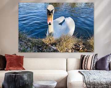 White swan, mute swan, on the water.