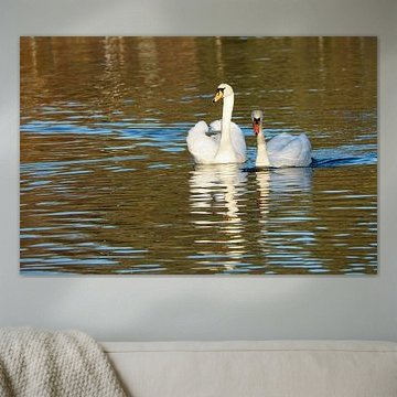 Cygne blanc, cygne tuberculé, sur l'eau.
