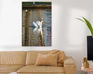 White swan, mute swan, on the water. by Martin Köbsch
