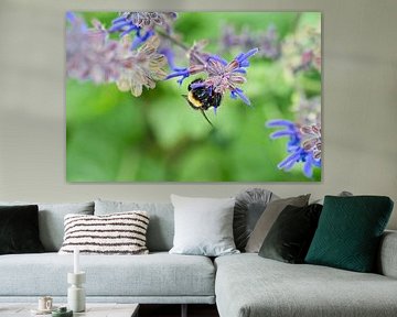 Hommel op een bloem die nectar verzamelt
