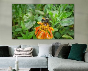 Hommel op een bloem die nectar verzamelt