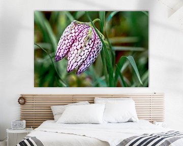 Close-up van een dambordbloem Fritillaria meleagris