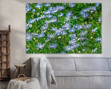 Lenteweide met blauwachtige margrieten