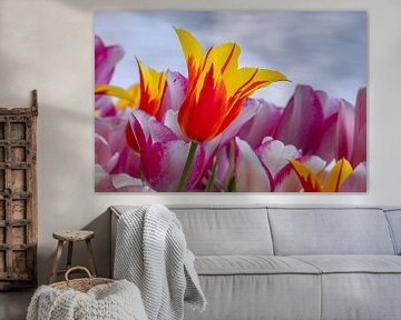 Tulp