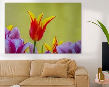 Tulp