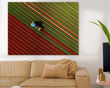 Tulpen worden gekopt in het voorjaar van Sjoerd van der Wal Fotografie
